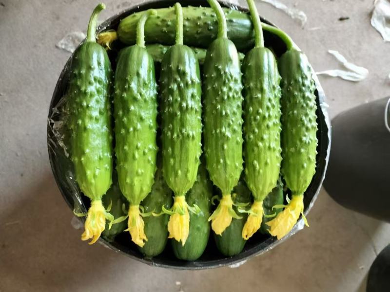 绥中黄瓜便宜了1