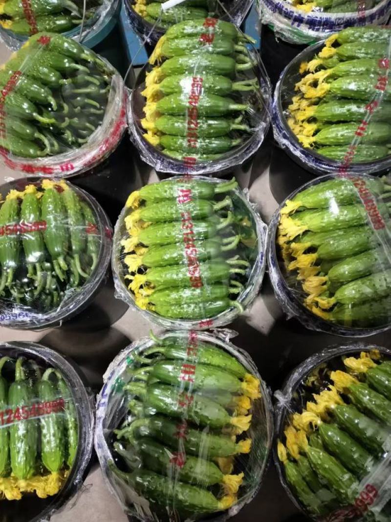 绥中黄瓜便宜了1
