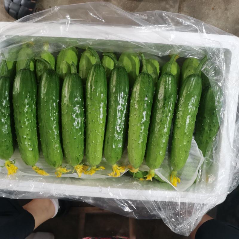 绥中黄瓜便宜了1