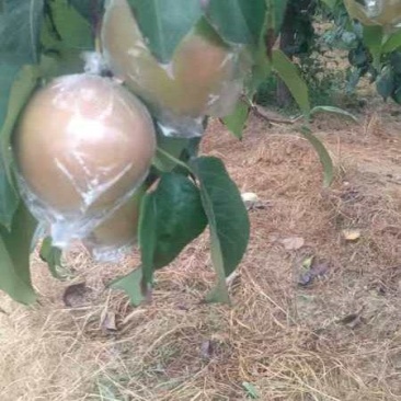 玉露香梨