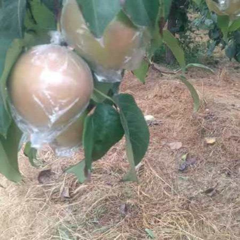 玉露香梨