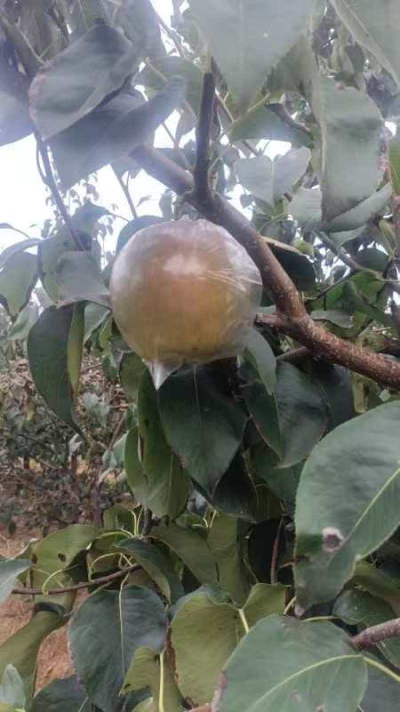 玉露香梨
