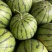 东北大地雷西瓜🍉头茬、红瓤、黑籽、口感甜、代发全国