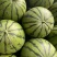 东北大地雷西瓜🍉头茬、红瓤、黑籽、口感甜、代发全国