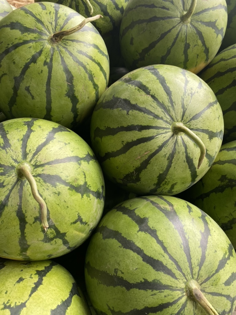 东北大地雷西瓜🍉头茬、红瓤、黑籽、口感甜、代发全国