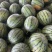 东北大地雷西瓜🍉头茬、红瓤、黑籽、口感甜、代发全国