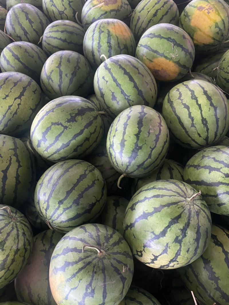 东北大地雷西瓜🍉头茬、红瓤、黑籽、口感甜、代发全国