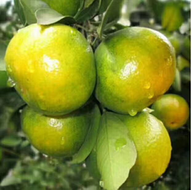 蜜橘堆放在竹编篮中，背景为果园环境，阳光洒落，果实金黄饱满