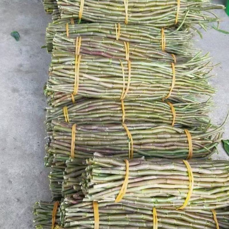 铁皮石斛基地，直发！质量保证，一手货源！！
