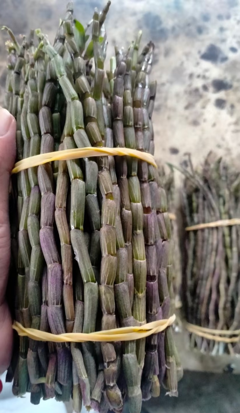 铁皮石斛基地，直发！质量保证，一手货源！！