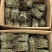 铁皮石斛基地，直发！质量保证，一手货源！！
