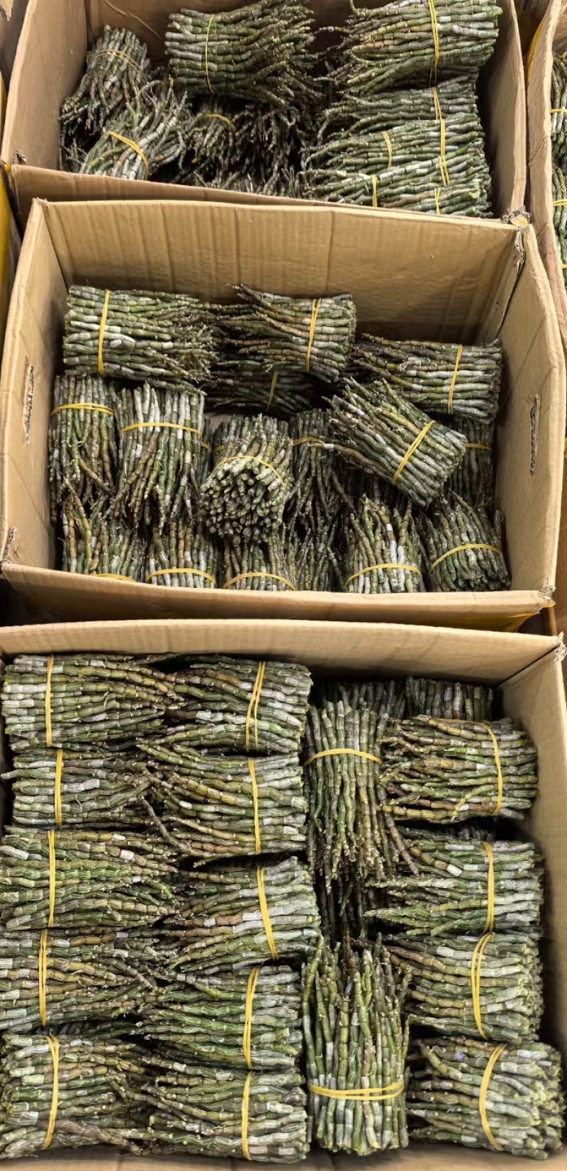 铁皮石斛基地，直发！质量保证，一手货源！！