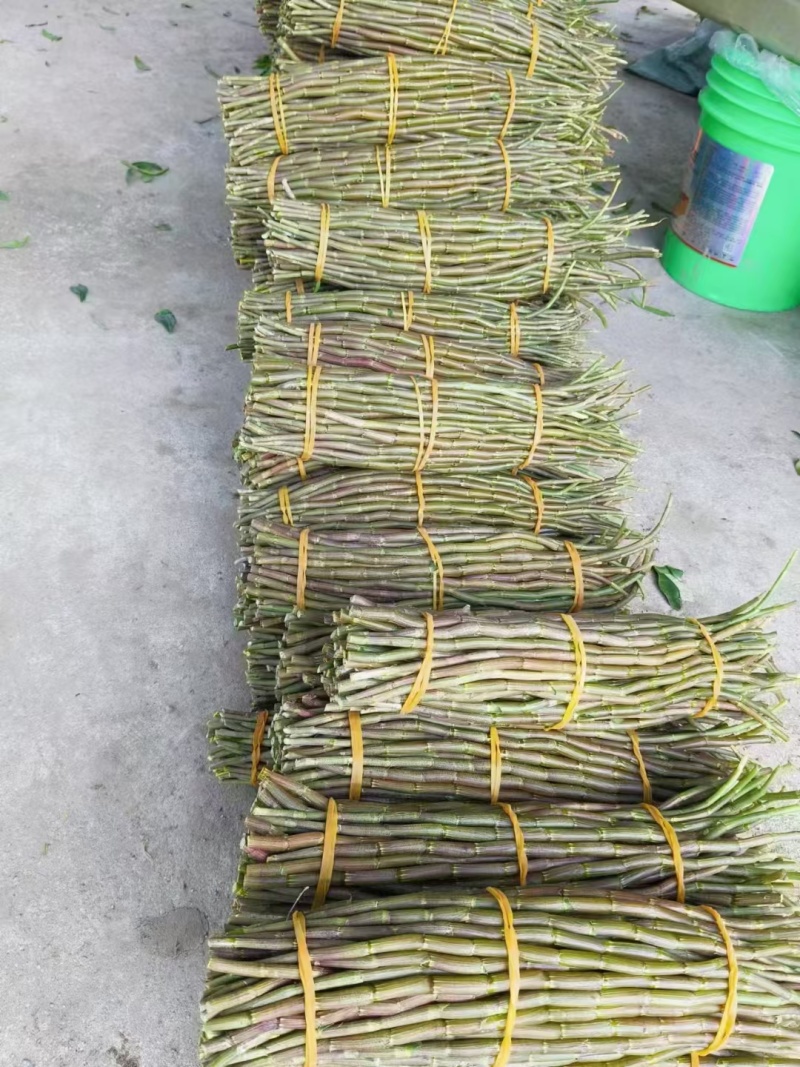 铁皮石斛基地，直发！质量保证，一手货源！！