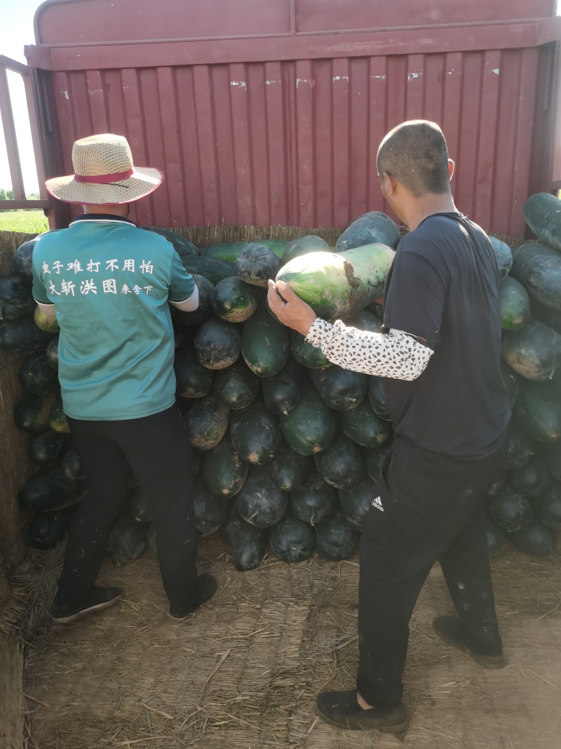 【实力推荐】精品黑皮地冬瓜大量有货对接全国品质保证