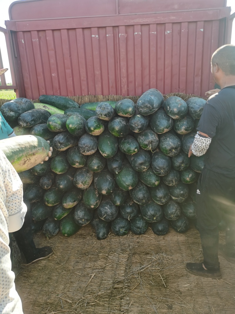 【实力推荐】精品黑皮地冬瓜大量有货对接全国品质保证