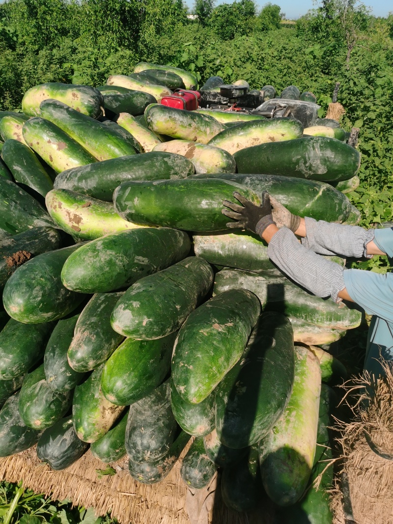 【实力推荐】精品黑皮地冬瓜大量有货对接全国品质保证