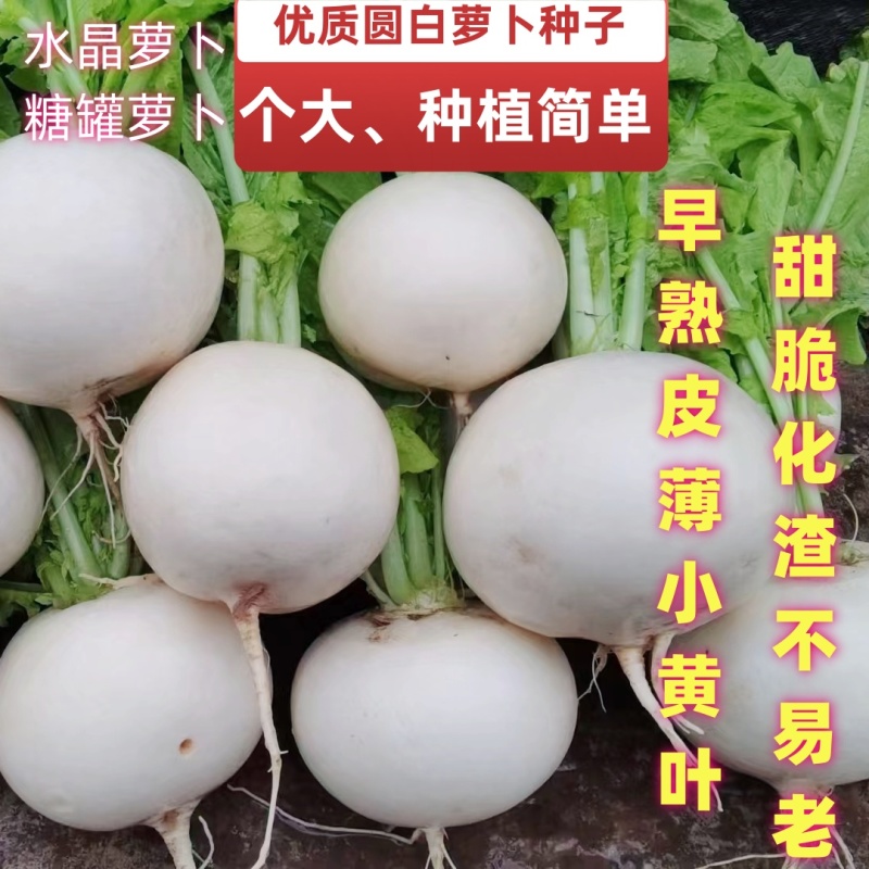 正宗圆白白萝卜种子圆根萝卜种子水晶萝卜种子冰糖萝卜种子