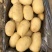 黄心土豆，黄金署，沃土，尤金885，实验一，龙丹，v7