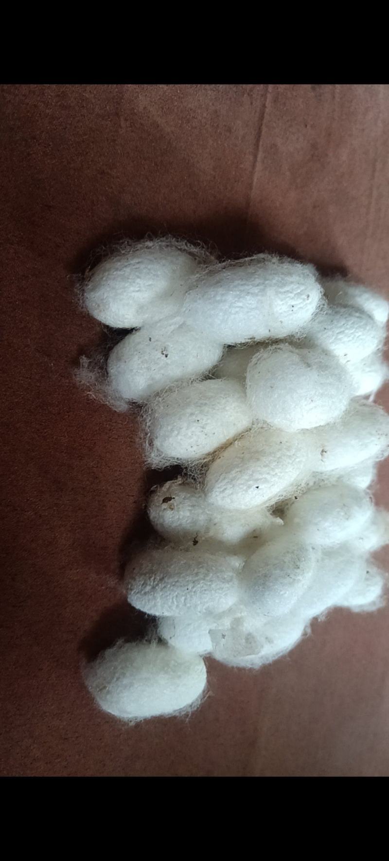 乡下自养本地烤干蚕茧桑叶，生长百年桑叶养成，起到特级效果