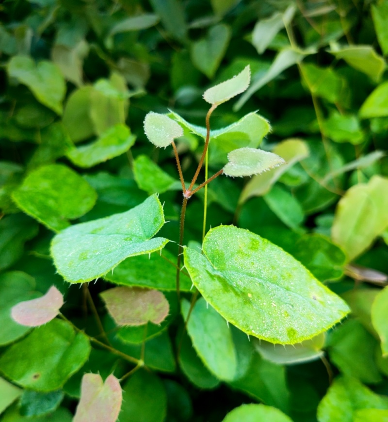 高萌发柔毛淫羊藿种苗，高含量柔毛淫羊藿籽育苗