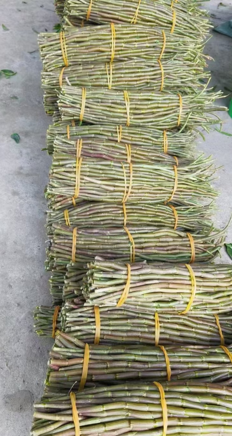 铁皮石斛，小胖条，基地直发，一手货源，质量保证，全国发货