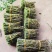 铁皮石斛，小胖条，基地直发，一手货源，质量保证，全国发货