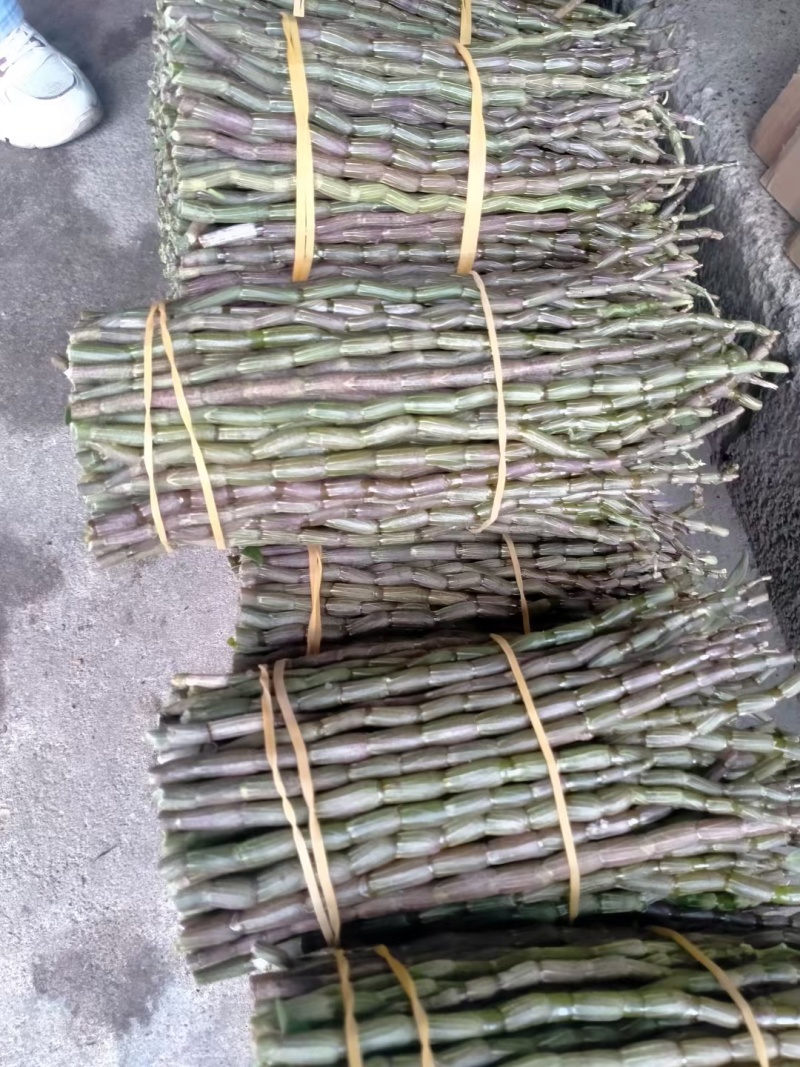 铁皮石斛，小胖条，基地直发，一手货源，质量保证，全国发货
