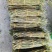铁皮石斛，小胖条，基地直发，一手货源，质量保证，全国发货