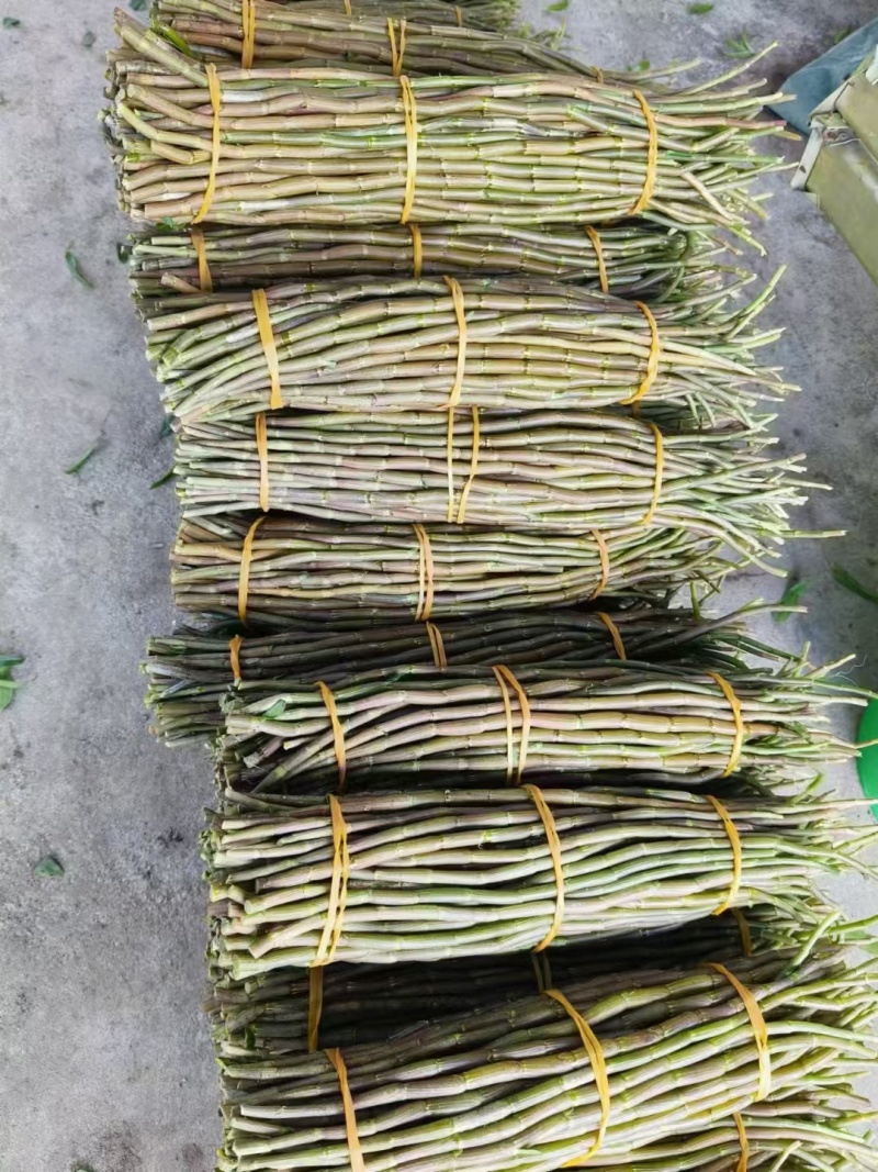 铁皮石斛，小胖条，基地直发，一手货源，质量保证，全国发货