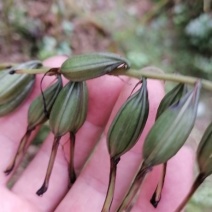 25年紫花毛慈菇山慈菇果荚