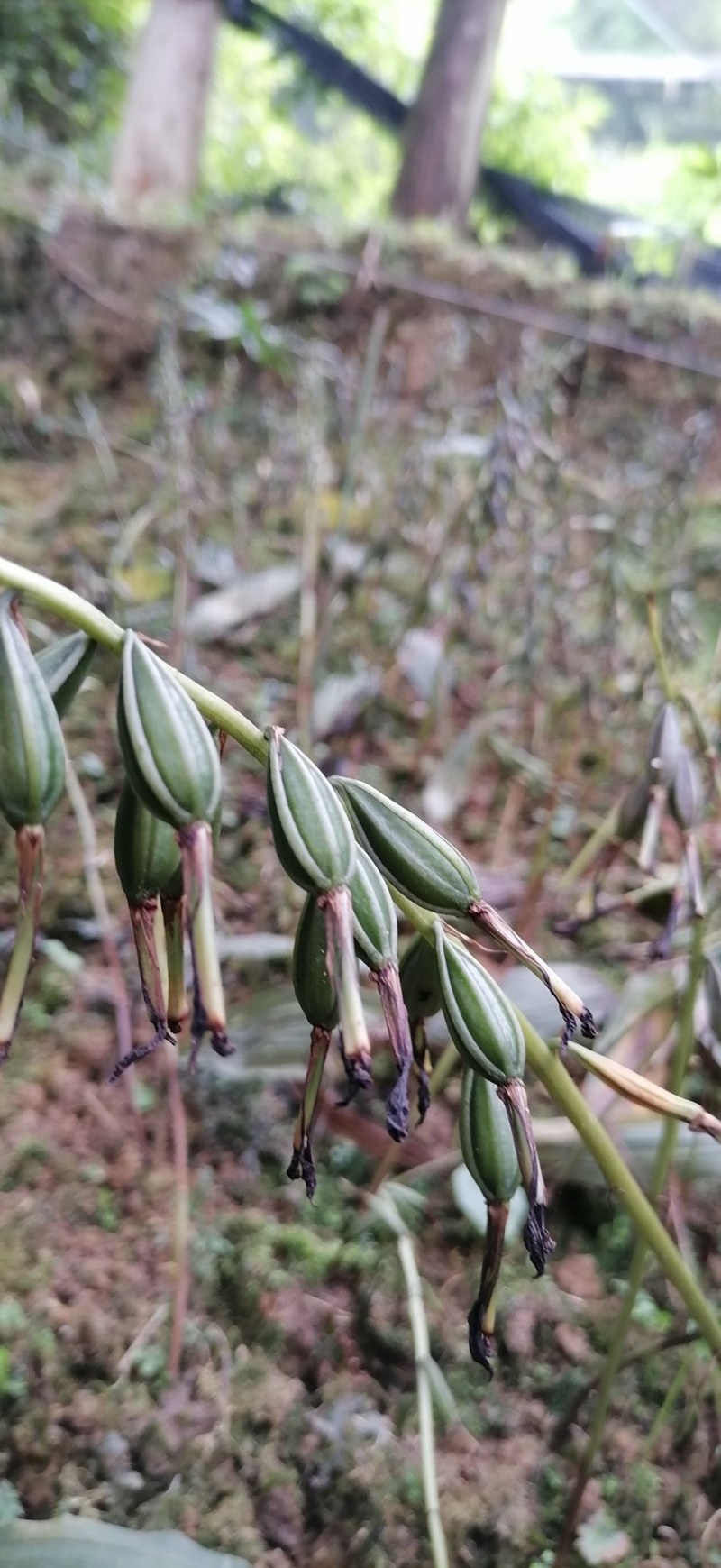 24年紫花毛慈菇山慈菇果荚