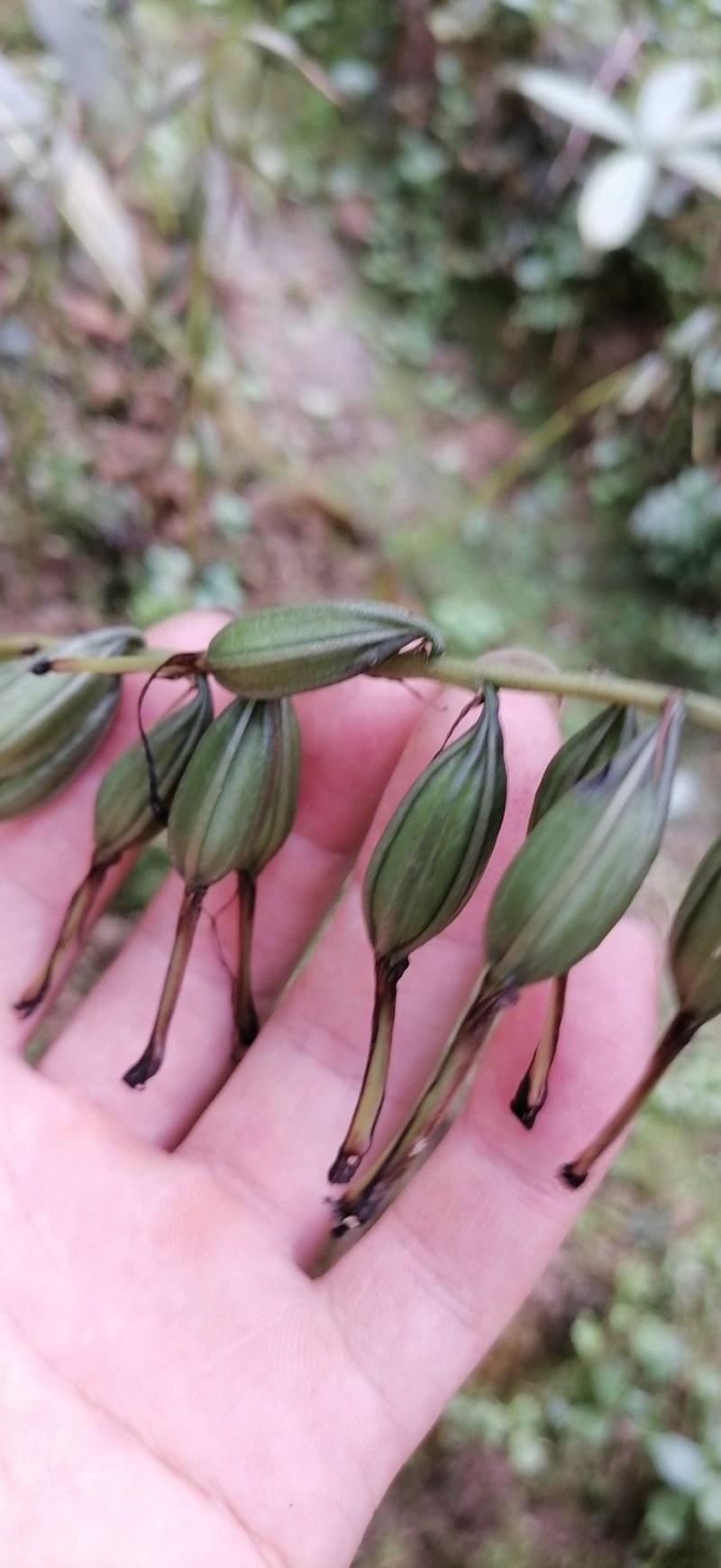 24年紫花毛慈菇山慈菇果荚