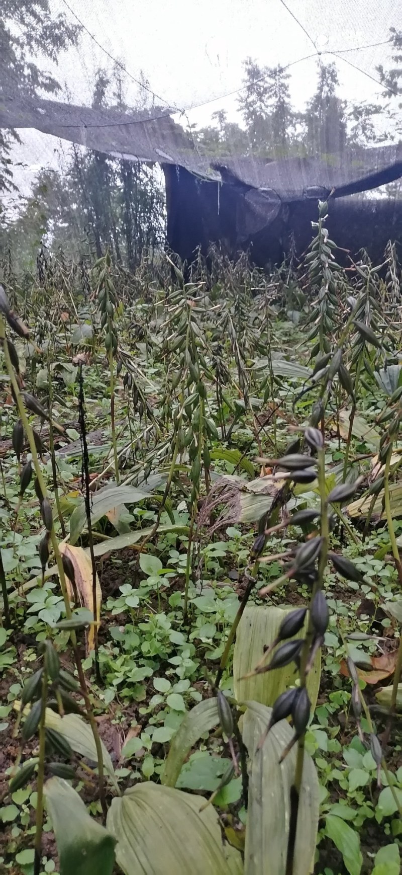 24年紫花毛慈菇山慈菇果荚