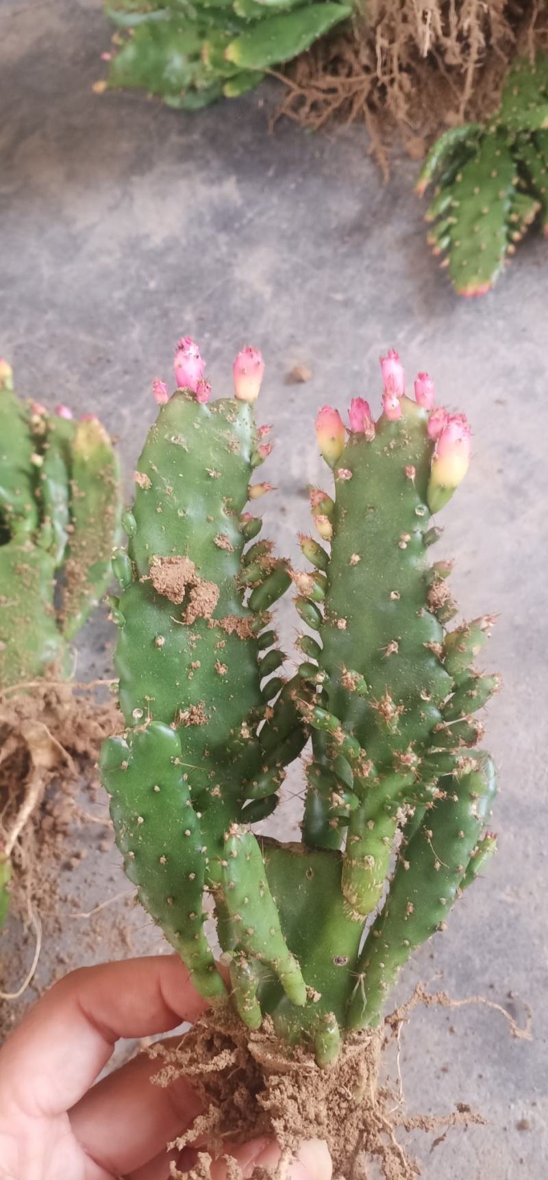 千手观音带花苞