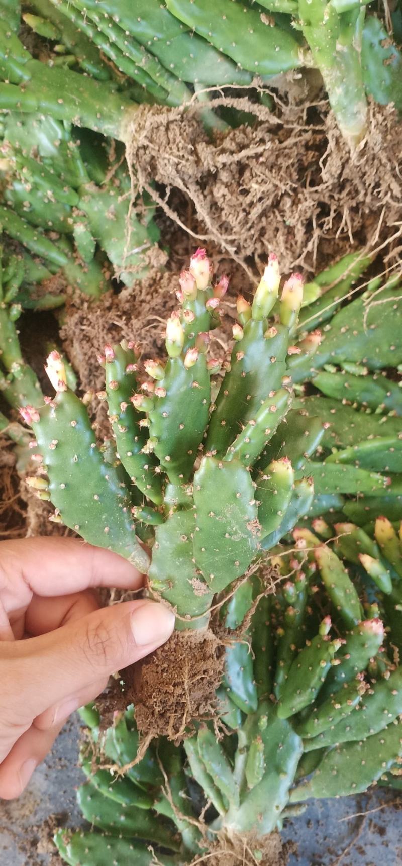 千手观音带花苞