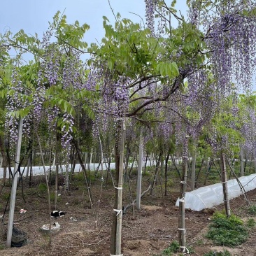 紫藤花树日本品种，规格齐全，产地货源，一手货源