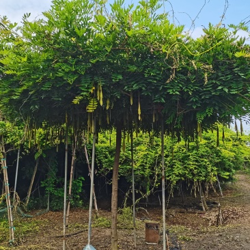 紫藤花大树苗3到4米基地直供销售