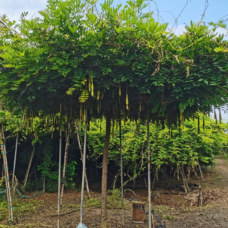 紫藤花大树苗3到4米基地直供销售