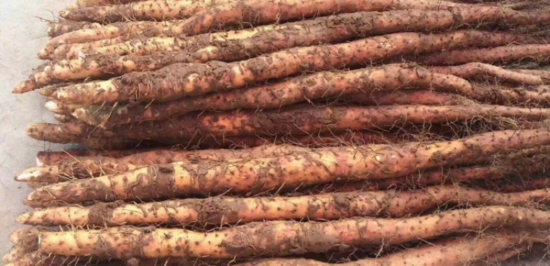 山东菏泽铁棍山药货源充足大量上市产地直发保质保量