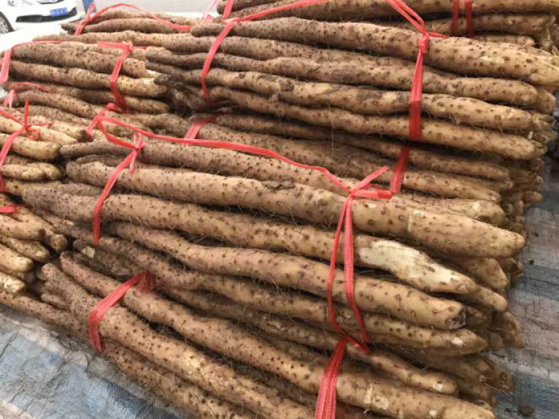 山东菏泽铁棍山药货源充足大量上市产地直发保质保量