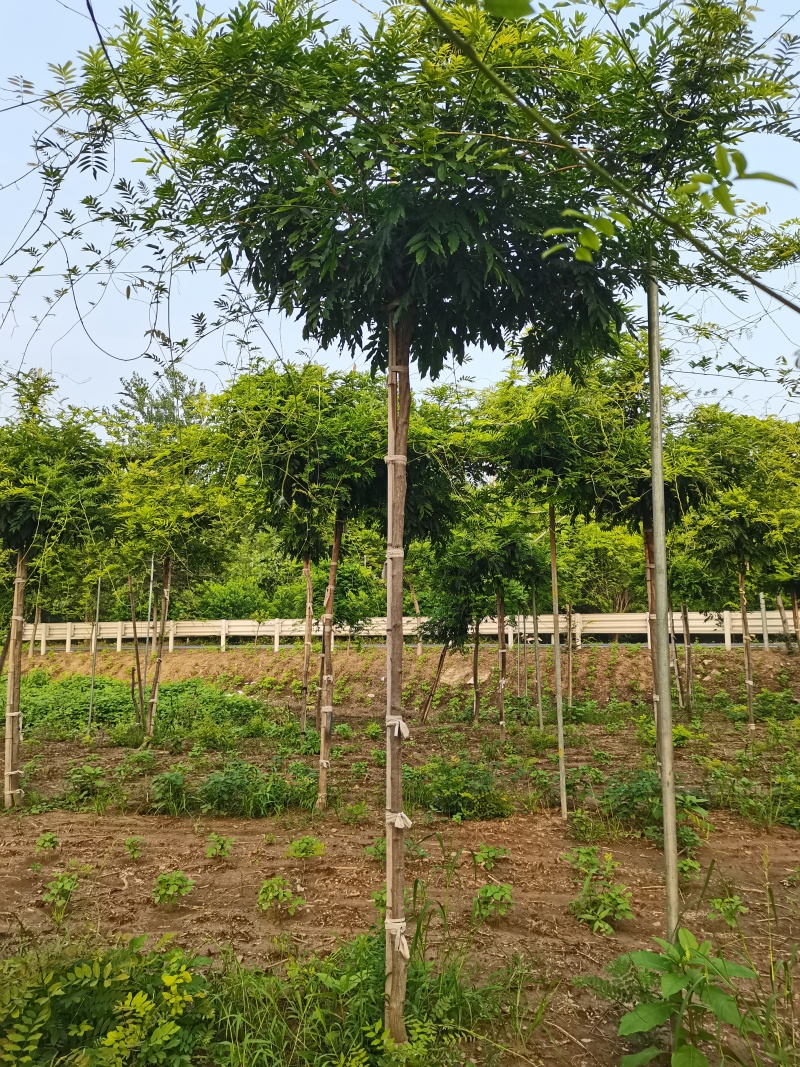 紫藤花大树苗3到4米基地直供销售