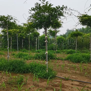 日系紫藤庭院耐寒植物
