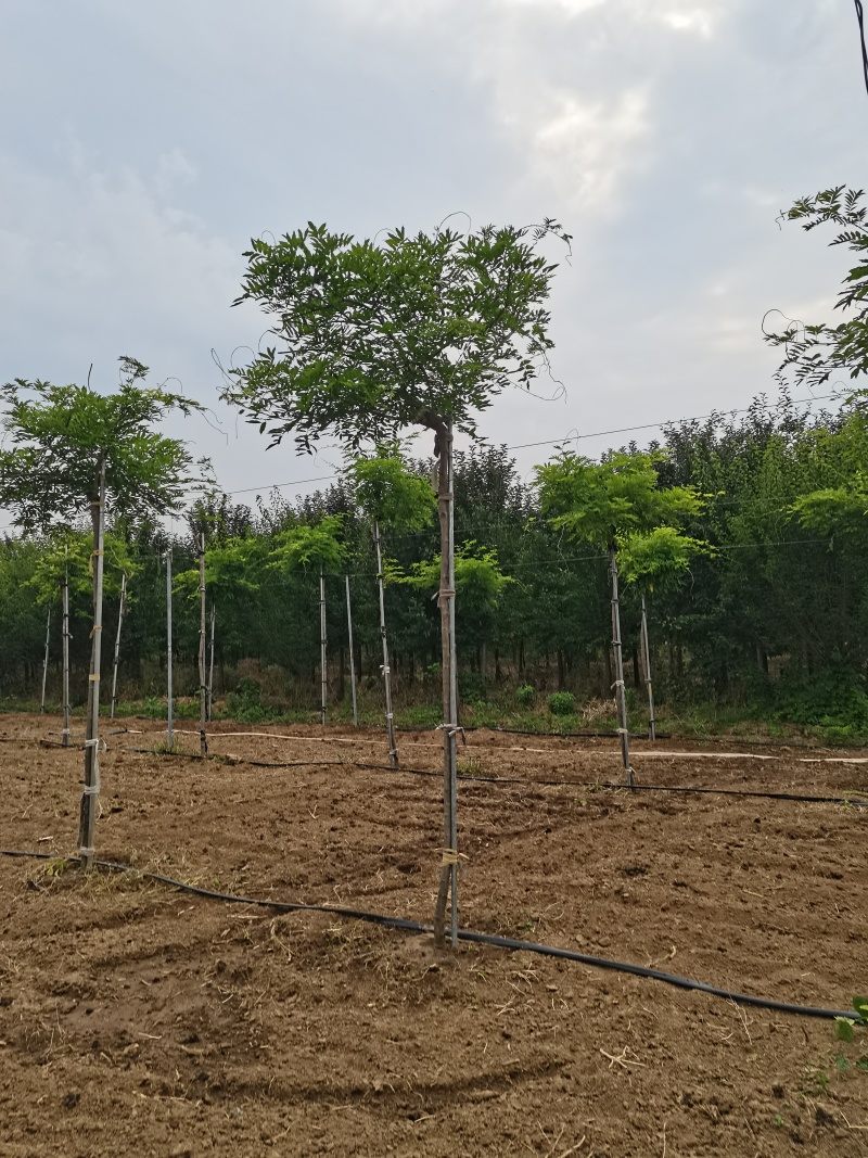 日系紫藤庭院耐寒植物