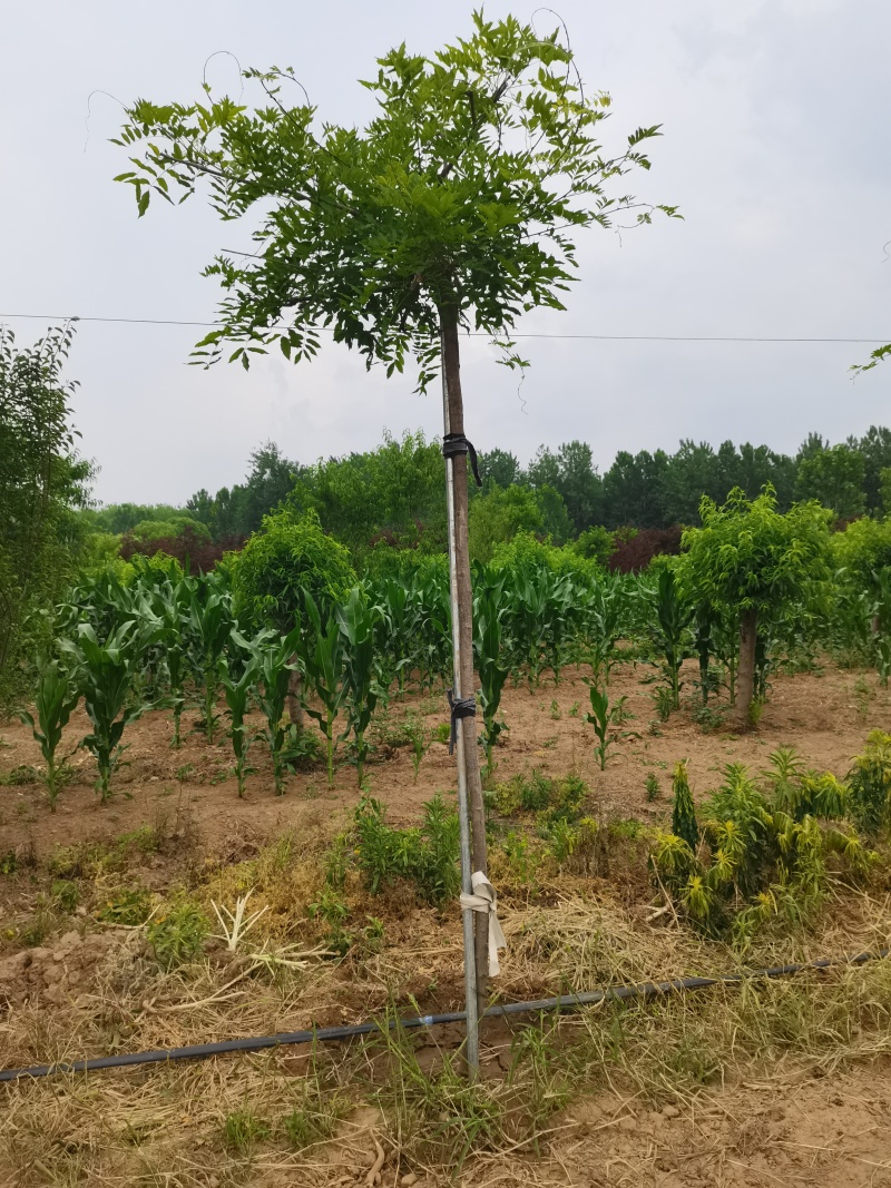 日系紫藤庭院耐寒植物