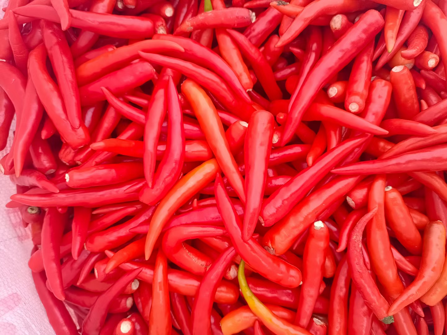 小米辣红辣椒特写