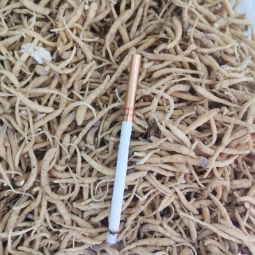 太子参