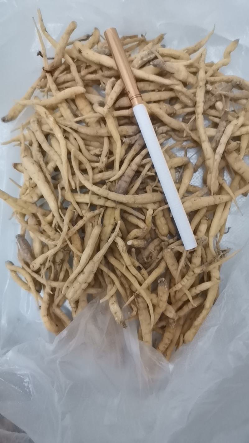 太子参
