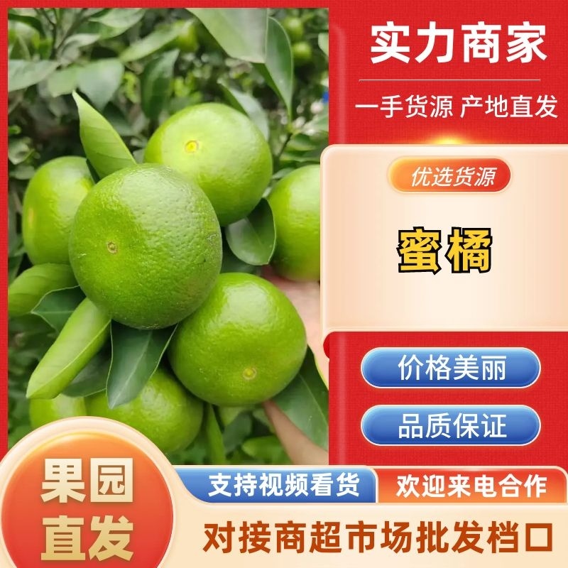精品四川蜜橘一手货源皮薄多汁产地发货量大从优欢迎咨询
