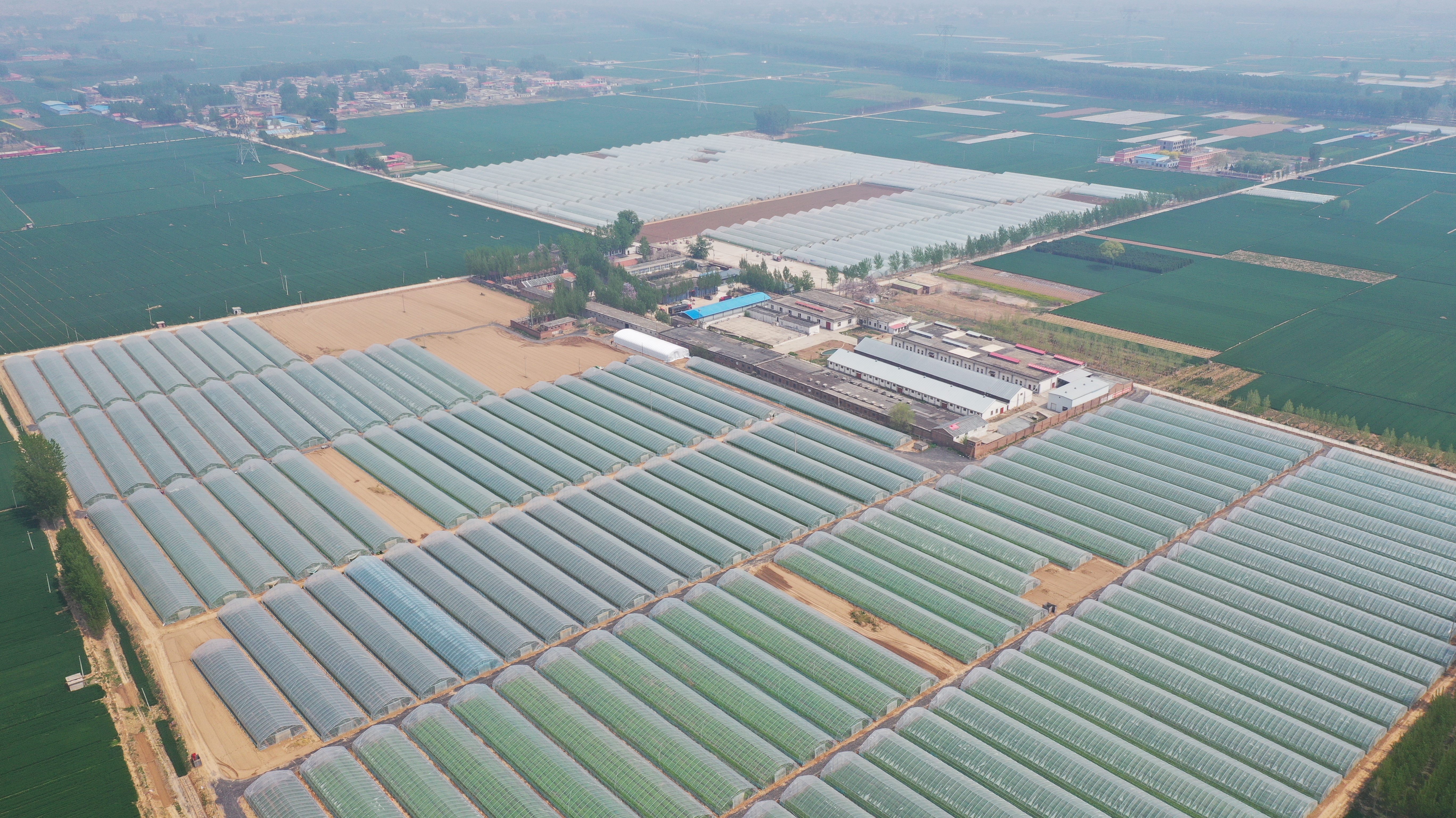 商薯原料特写：三颗完整商薯并排摆放，表皮紫红泛蜡质光泽，附带新鲜泥土痕迹，背景为浅麻布台面