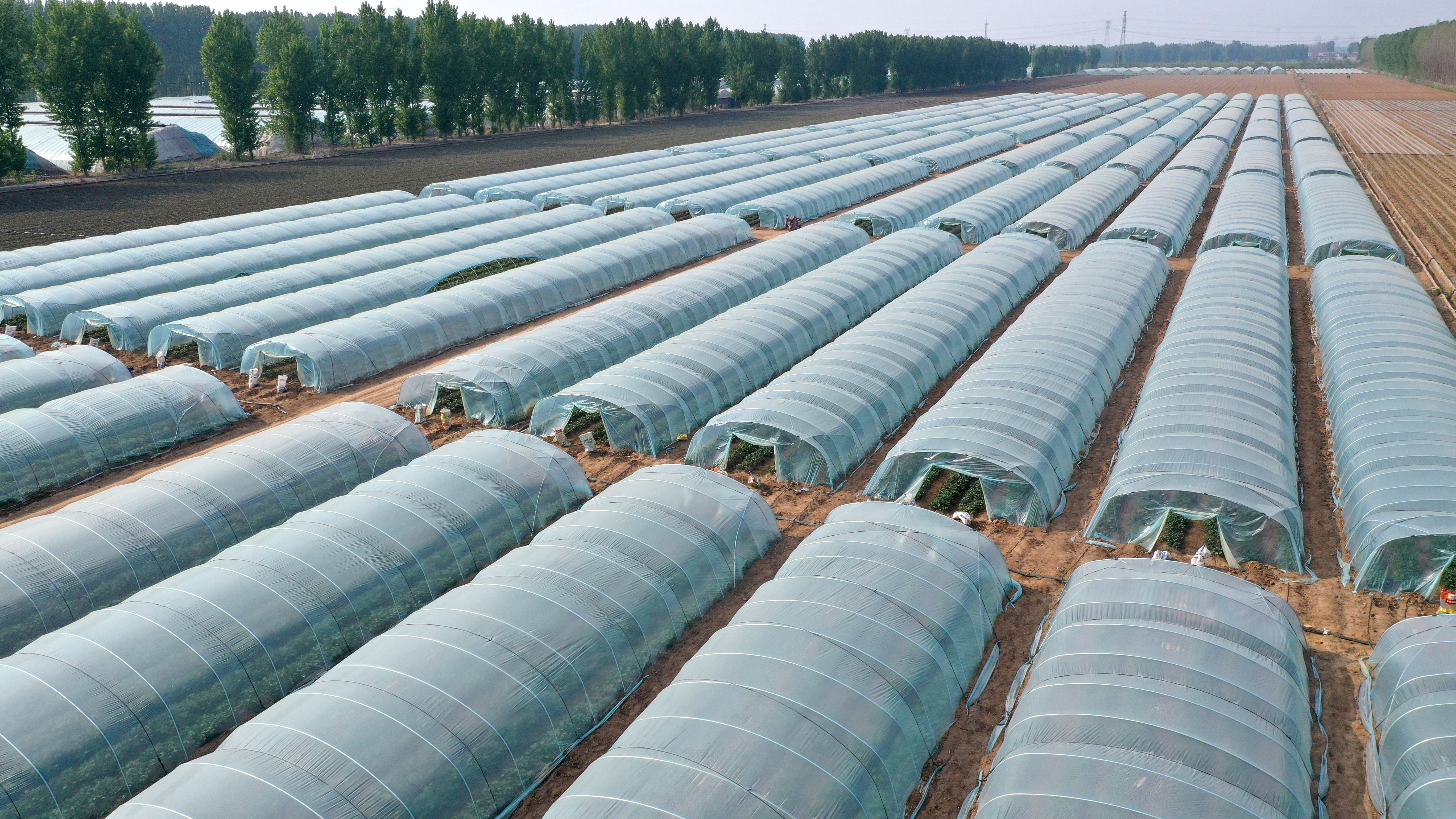 一个搭建在马铃薯田间的塑料拱棚,棚体呈半圆形,覆盖透明农膜,两侧可卷起通风,内部可见整齐排列的马铃薯植株,地面干燥无积水 避雨栽培拱棚结构示意